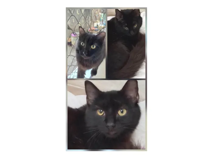 Gato ra a SRD-ViraLata idade 2 a 6 meses nome TRÊS LINDOS GATOS PRETOS DE PELO LONGO