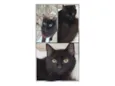 TRÊS LINDOS GATOS PRETOS DE PELO LONGO