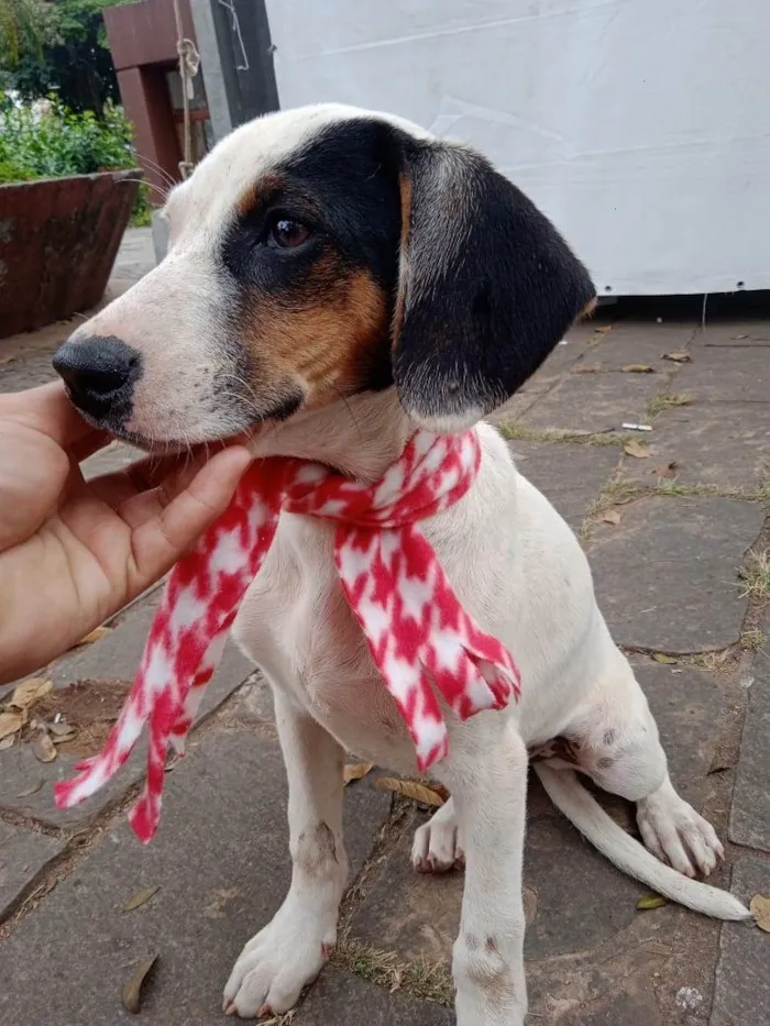 Cachorro ra a SRD-ViraLata idade 2 a 6 meses nome Bella