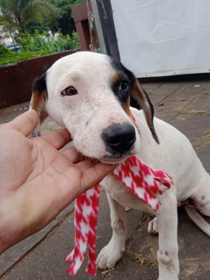 Cachorro ra a SRD-ViraLata idade 2 a 6 meses nome Bella