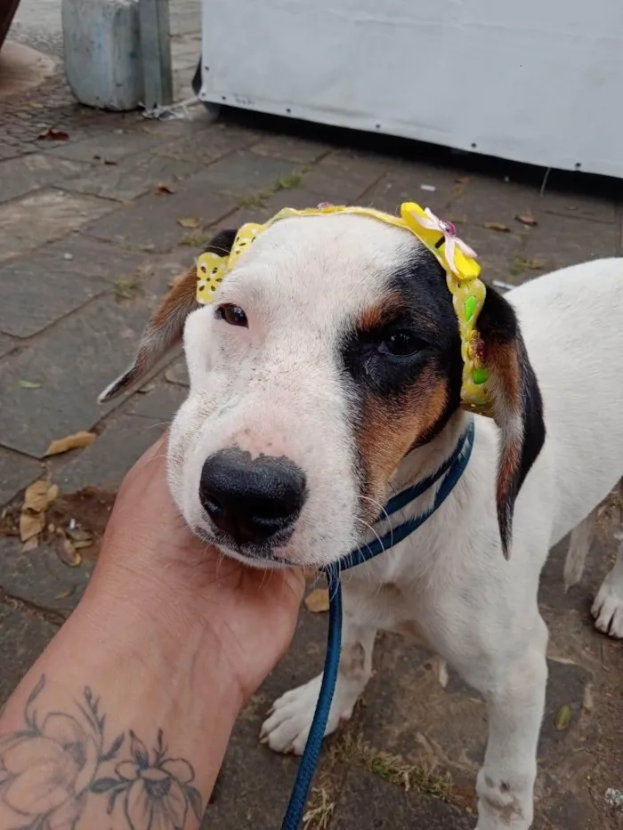 Cachorro ra a SRD-ViraLata idade 2 a 6 meses nome Bella