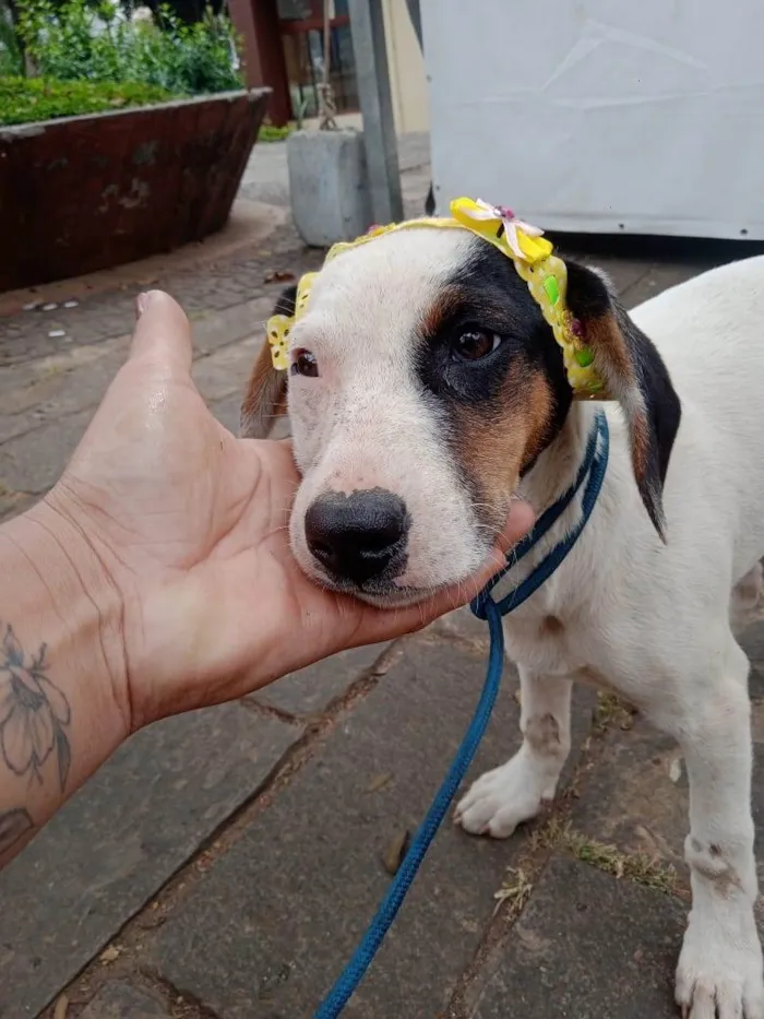 Cachorro ra a SRD-ViraLata idade 2 a 6 meses nome Bella