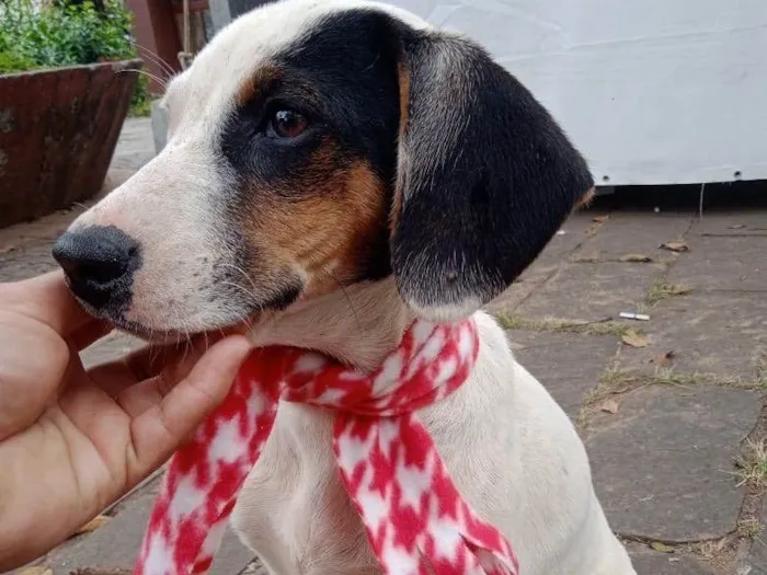 Cachorro ra a SRD-ViraLata idade 2 a 6 meses nome Bella