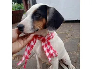 Cachorro raça SRD-ViraLata idade 2 a 6 meses nome Bella
