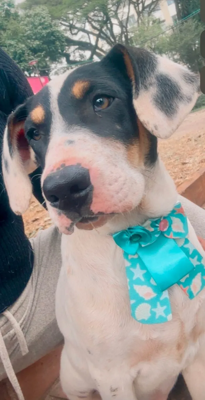Cachorro ra a SRD-ViraLata idade 2 a 6 meses nome Boby
