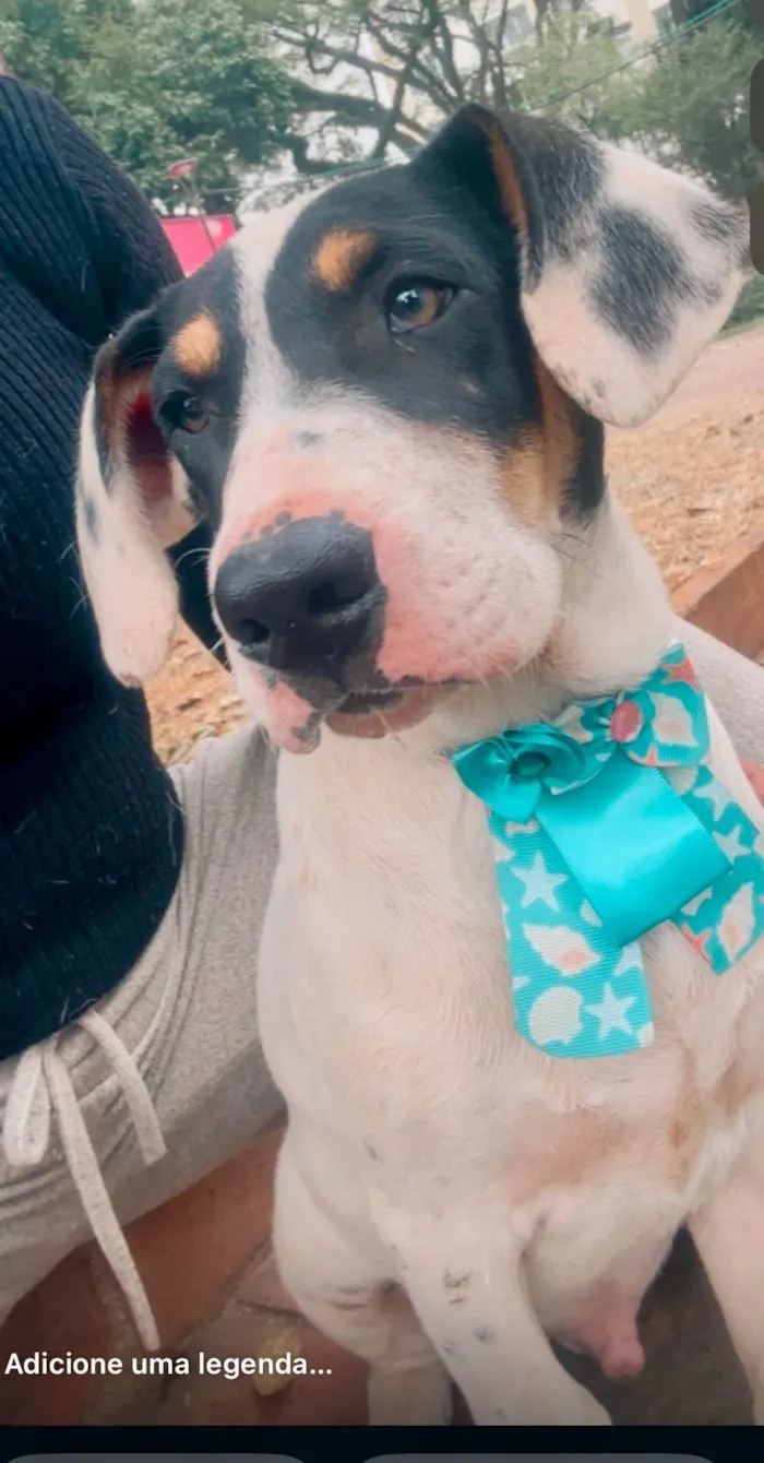 Cachorro ra a SRD-ViraLata idade 2 a 6 meses nome Boby