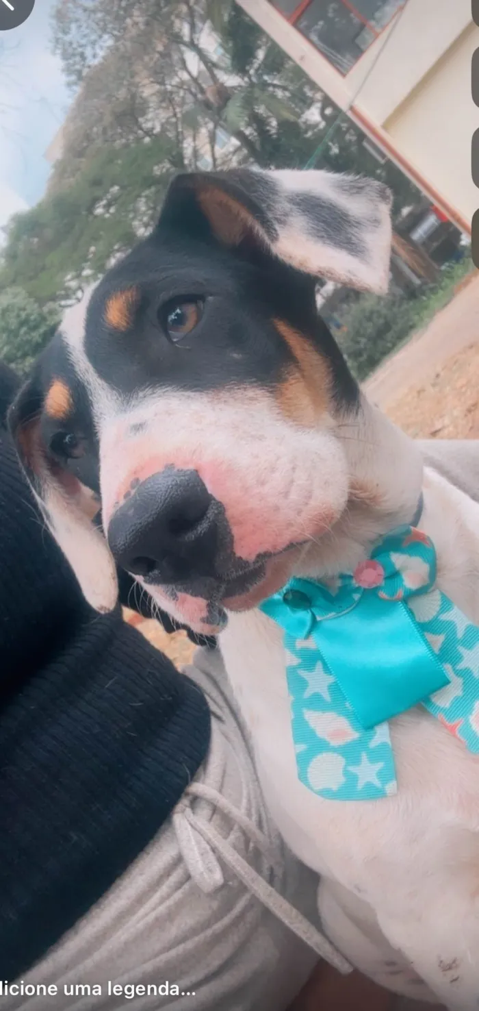 Cachorro ra a SRD-ViraLata idade 2 a 6 meses nome Boby