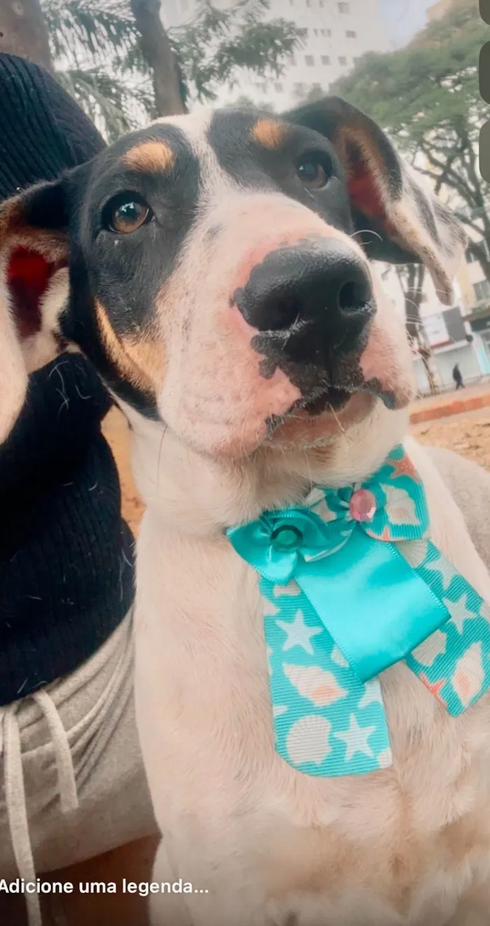 Cachorro ra a SRD-ViraLata idade 2 a 6 meses nome Boby