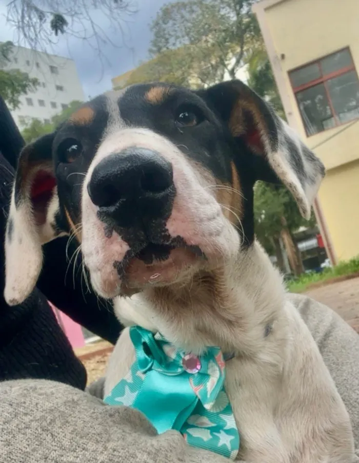Cachorro ra a SRD-ViraLata idade 2 a 6 meses nome Boby