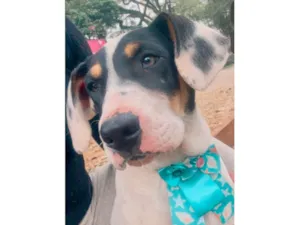 Cachorro raça SRD-ViraLata idade 2 a 6 meses nome Boby