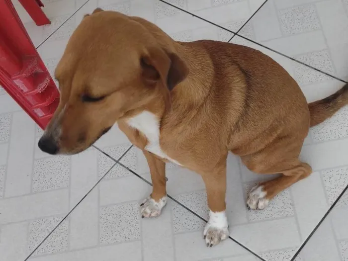 Cachorro ra a SRD-ViraLata idade 1 ano nome Maya