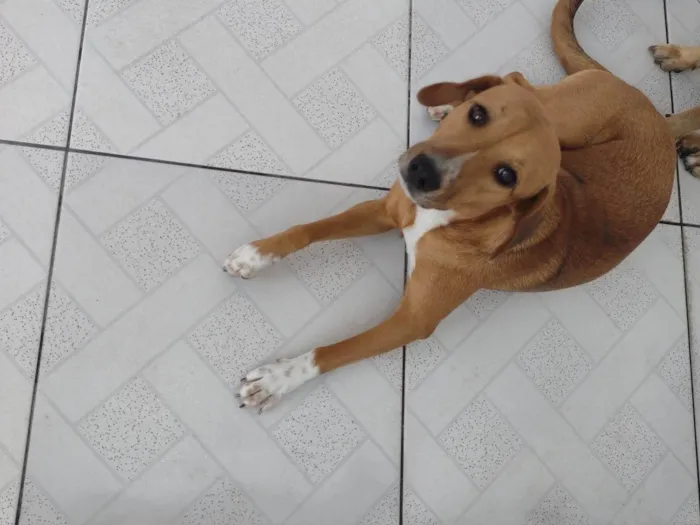 Cachorro ra a SRD-ViraLata idade 1 ano nome Maya
