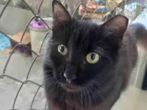 Gato raça SRD-ViraLata idade 2 a 6 meses nome TRÊS LINDOS GATOS PRETOS DE PELO LONGO
