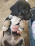 Filhotes de cachorro