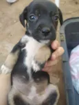 Filhotes de cachorro