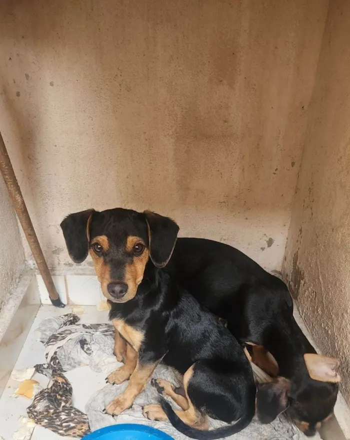 Cachorro ra a SRD-ViraLata idade 2 a 6 meses nome N tem nome