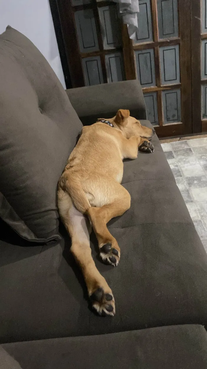 Cachorro ra a SRD-ViraLata idade 2 a 6 meses nome Thor 