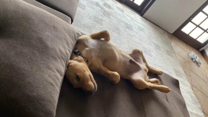 Cachorro ra a SRD-ViraLata idade 2 a 6 meses nome Thor 