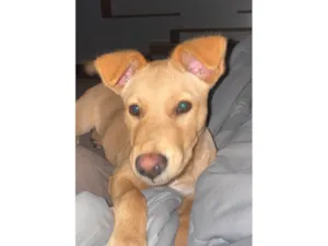 Cachorro raça SRD-ViraLata idade 2 a 6 meses nome Thor 
