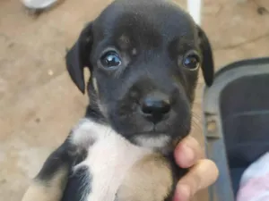 Cachorro raça SRD-ViraLata idade Abaixo de 2 meses nome Filhotes de cachorro 