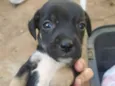 Filhotes de cachorro