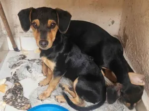 Cachorro raça SRD-ViraLata idade 2 a 6 meses nome N tem nome