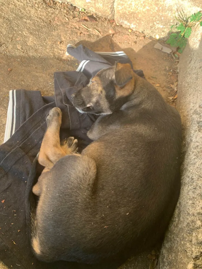 Cachorro ra a SRD-ViraLata idade Abaixo de 2 meses nome Zara