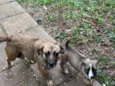 Mãezinha e filhota