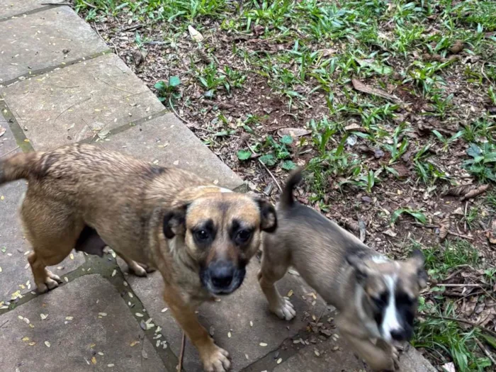 Cachorro ra a SRD-ViraLata idade 2 a 6 meses nome Mãezinha e filhota