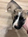 Mãezinha e filhota