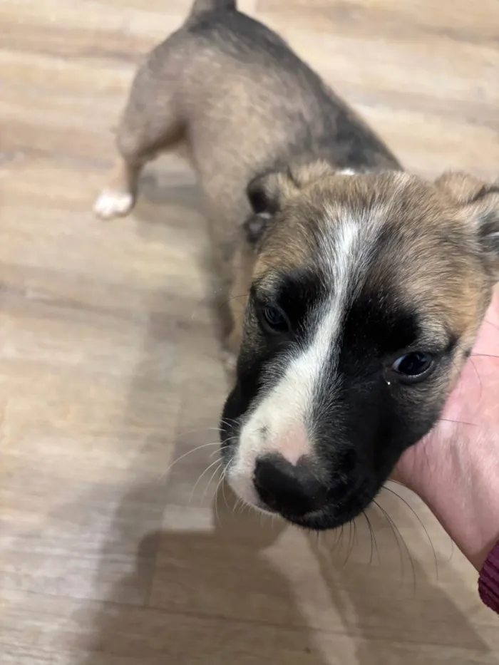 Cachorro ra a SRD-ViraLata idade 2 a 6 meses nome Mãezinha e filhota