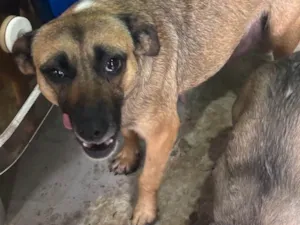 Cachorro raça SRD-ViraLata idade 2 a 6 meses nome Mãezinha e filhota