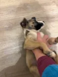 Filhota bagunça 