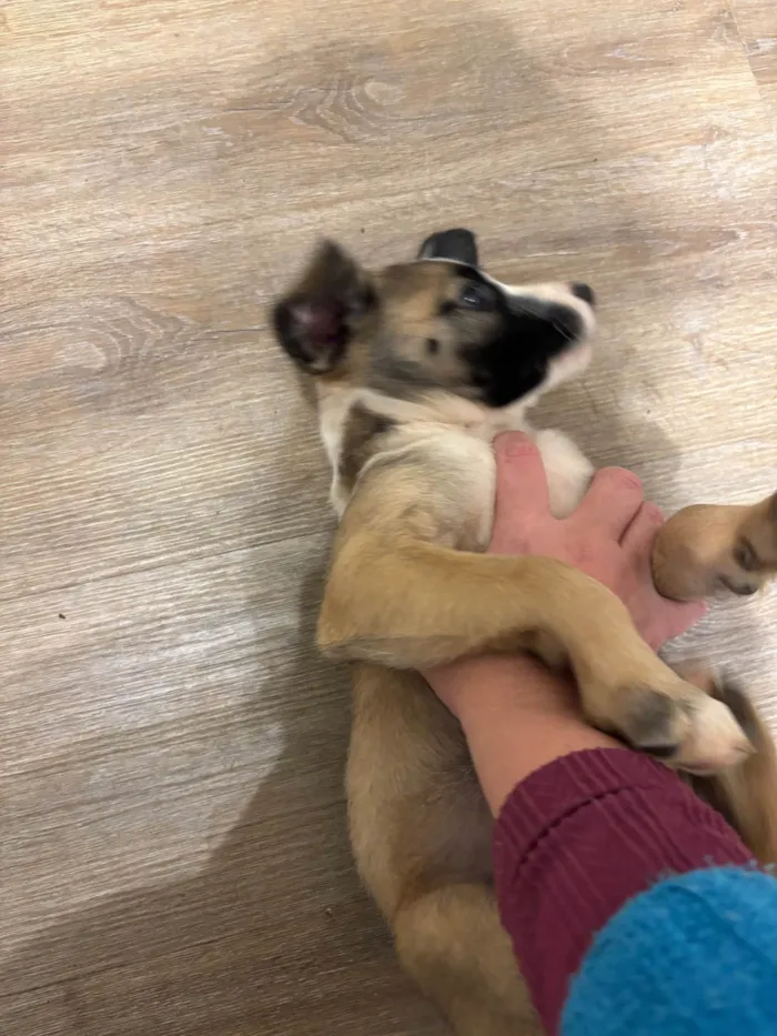 Cachorro ra a SRD-ViraLata idade 2 a 6 meses nome Filhota bagunça 