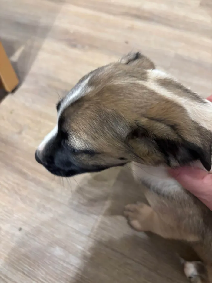 Cachorro ra a SRD-ViraLata idade 2 a 6 meses nome Filhota bagunça 