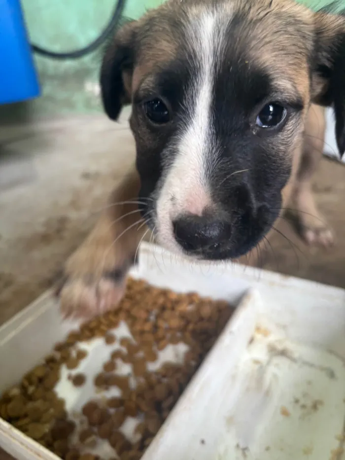 Cachorro ra a SRD-ViraLata idade 2 a 6 meses nome Filhota bagunça 
