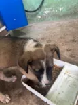Filhota bagunça 