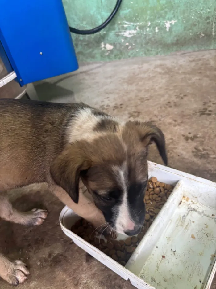 Cachorro ra a SRD-ViraLata idade 2 a 6 meses nome Filhota bagunça 