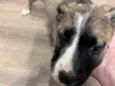 Filhota bagunça 