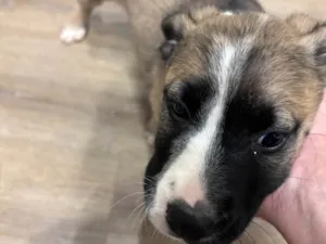 Cachorro raça SRD-ViraLata idade 2 a 6 meses nome Filhota bagunça 