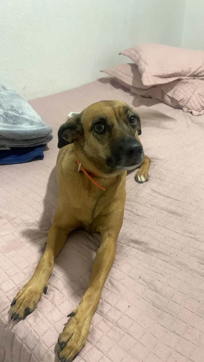 Cachorro ra a SRD-ViraLata idade 3 anos nome Kiara caramelo 