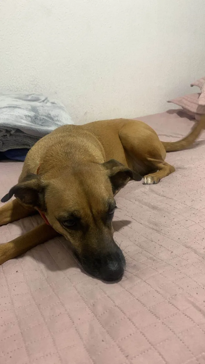 Cachorro ra a SRD-ViraLata idade 3 anos nome Kiara caramelo 