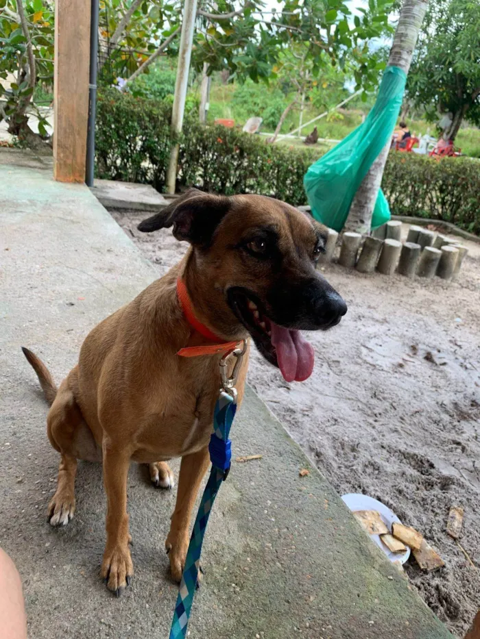 Cachorro ra a SRD-ViraLata idade 3 anos nome Kiara caramelo 