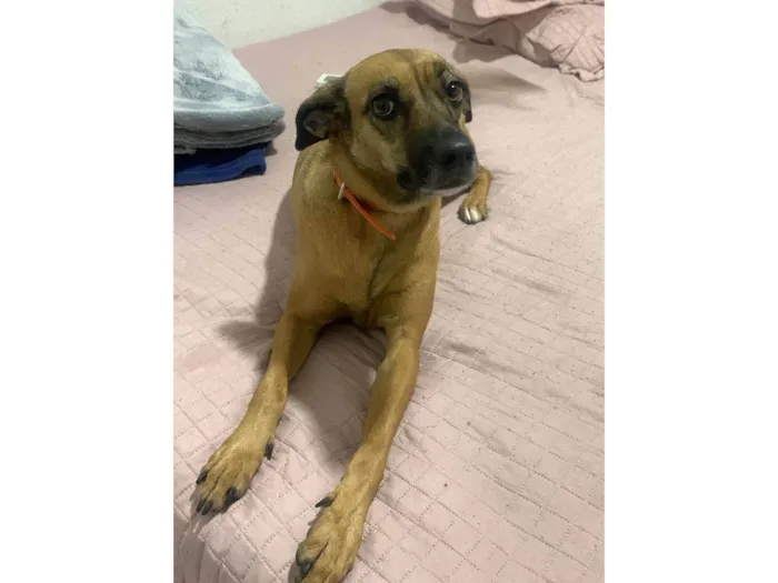 Cachorro ra a SRD-ViraLata idade 3 anos nome Kiara caramelo 