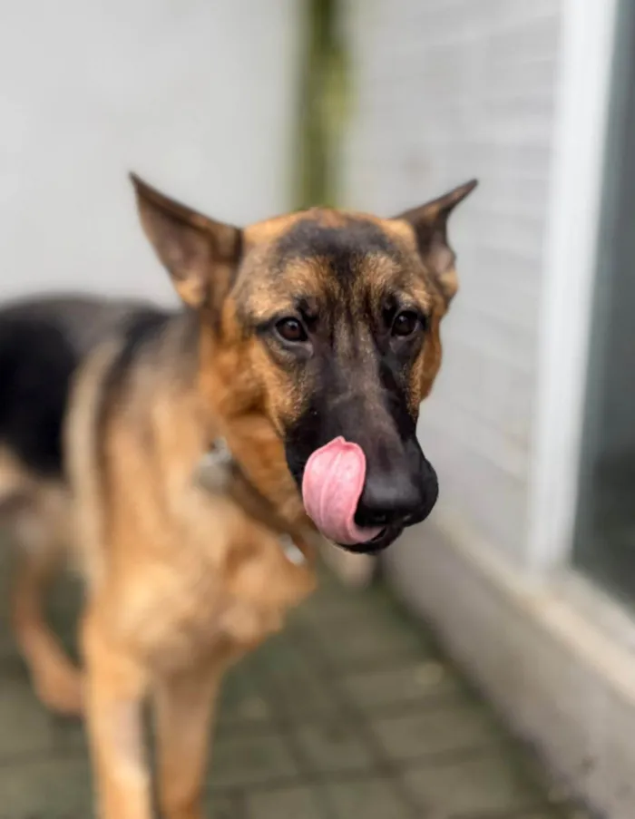 Cachorro ra a Pastor Alemão idade 1 ano nome Thoto