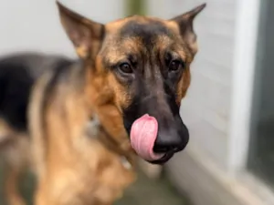 Cachorro raça Pastor Alemão idade 1 ano nome Thoto