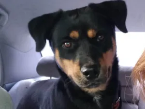 Cachorro raça SRD-ViraLata idade 1 ano nome Maia