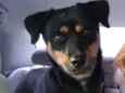 Maia
