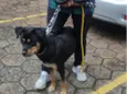 Maia