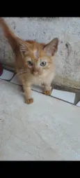 Felinos 